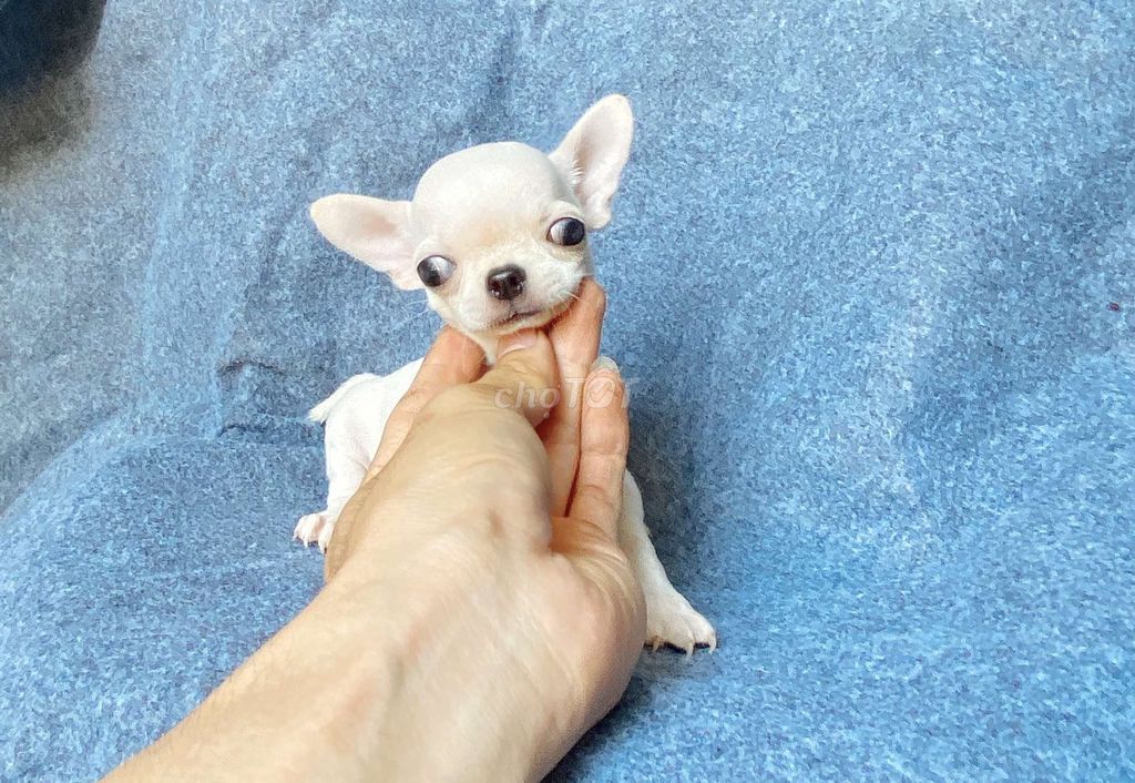 Chihuahua nhỏ xinh