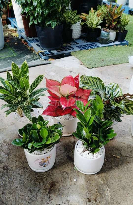 Cây lưỡi hổ. Mua bán Cây cảnh, đồ trang trí tại Quận Gò Vấp Tp Hồ Chí Minh được đăng bởi Tô Kem  hình 5