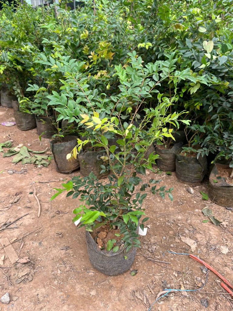Cây Nho thân gỗ cao 60-70cm. Mua bán Cây cảnh, đồ trang trí tại Huyện Gia Lâm Hà Nội được đăng bởi Hoàng thị muôn hình 1