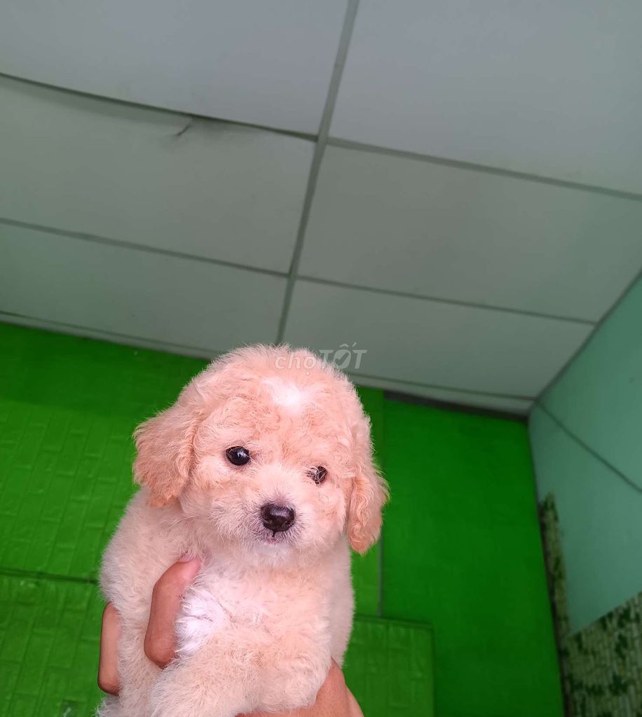 Poodle ảnh thật 100%