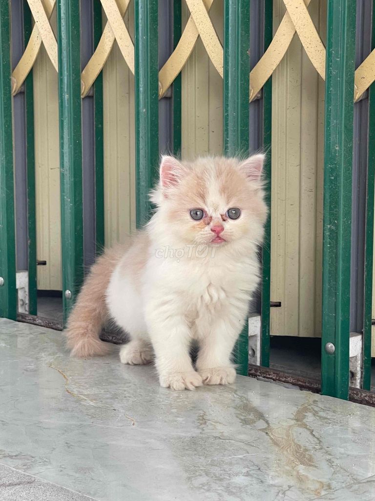 Mèo Anh lông dài  ~ 1.5 tháng. Mua bán Mèo tại Quận Hoàng Mai Hà Nội được đăng bởi Nguyễn Thắm hình 1