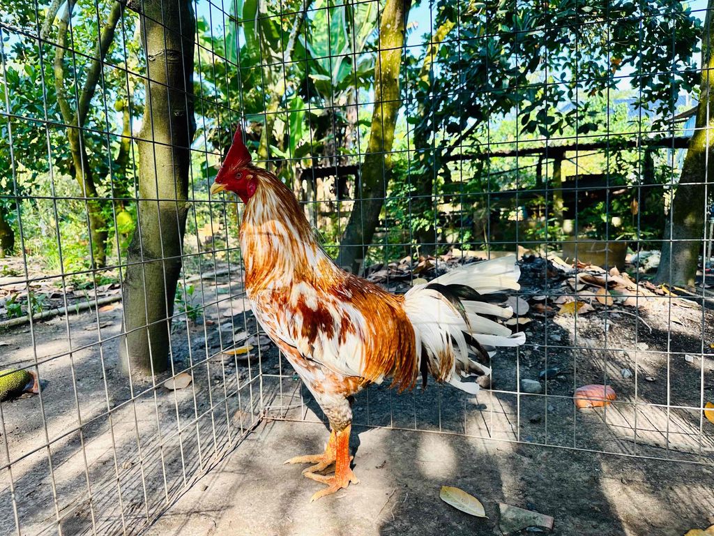 Cứu bông 3k2 tay 1 cục trây bươi. Mua bán Gà tại Huyện Cao Lãnh Đồng Tháp được đăng bởi Tài Gà hình 1