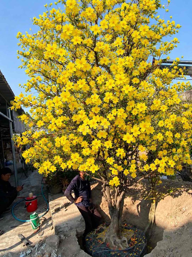 Mai Tứ Quý Vàng. Mua bán Cây cảnh, đồ trang trí tại Thành phố Tuy Hòa Phú Yên được đăng bởi Phan tấn đạt  hình 1