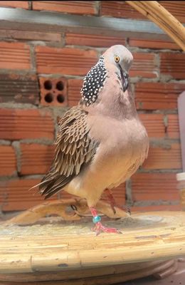 Chim trống malaysia xích trần giọng thổ, bộ đẹp. Mua bán Chim tại Thành phố Thủ Đức Tp Hồ Chí Minh được đăng bởi Trường Giang