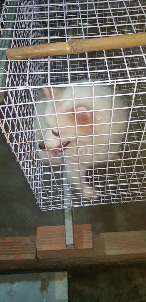 Phốc sốc cái. Mua bán Chó tại Huyện Bình Chánh Tp Hồ Chí Minh được đăng bởi Bình hình 3