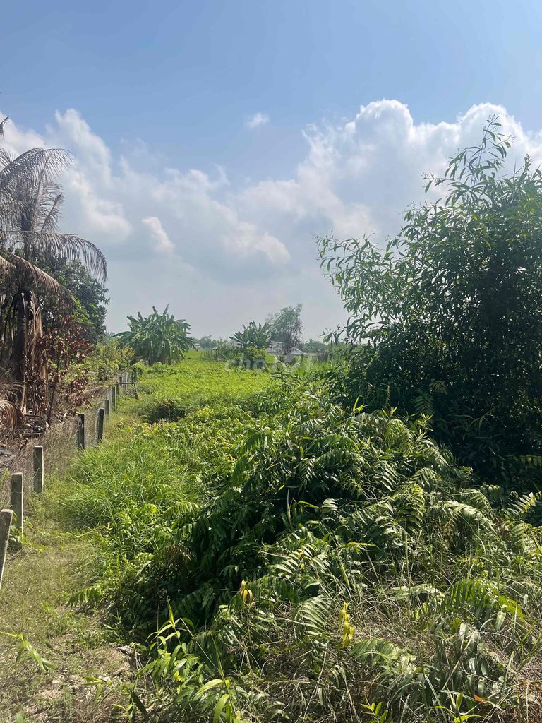 đất tại thủ thừa long an cần ra gấp full thổ