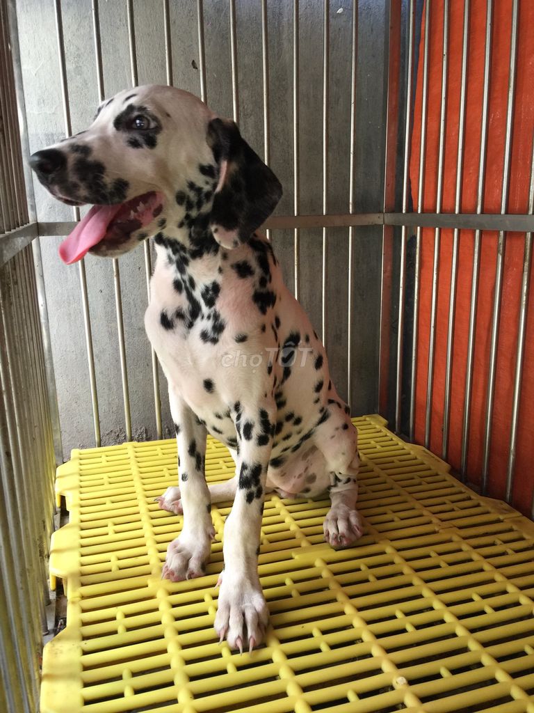 0909745771 - Chó đốm Dalmatian thuần chủng 2.5 tháng ( Cái )