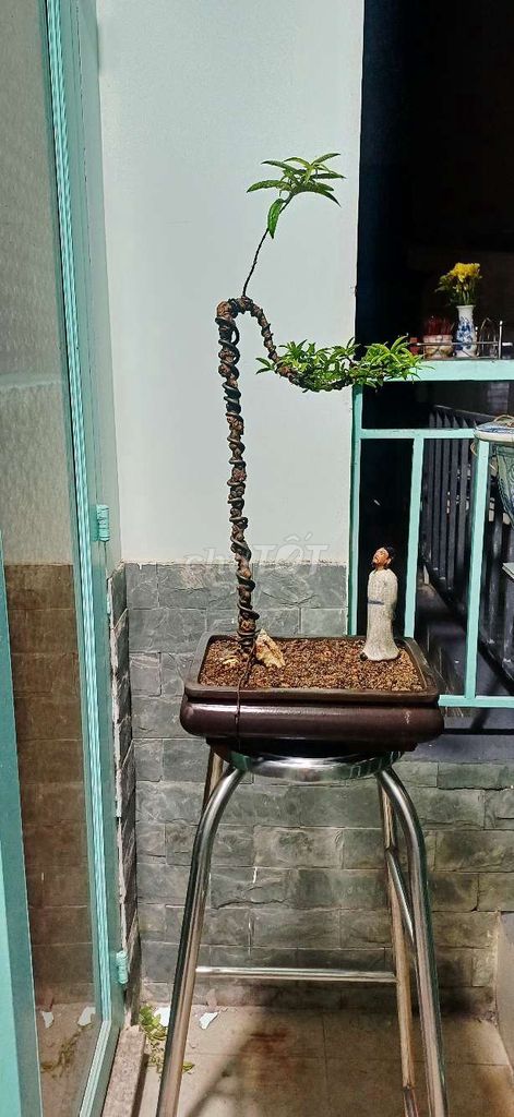 Cây Mai Chiếu Thủy 45cm Chậu Tàu Đất Nhật. Mua bán Cây cảnh, đồ trang trí tại Thành phố Thủ Đức Tp Hồ Chí Minh được đăng bởi chú tám hình 1