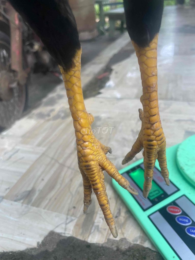 lai mỹ nặng tốc độ máu lửa