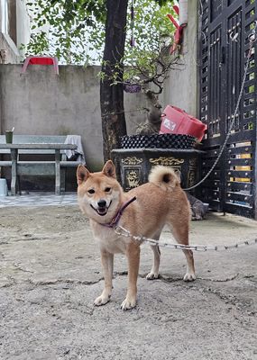 Chó Shiba cái 1 tuổi