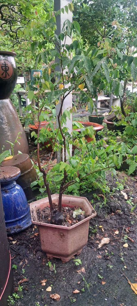 Cây cảnh thanh lọc không khí. Mua bán Cây cảnh, đồ trang trí tại Quận Gò Vấp Tp Hồ Chí Minh được đăng bởi bonsai hoàng mộc  hình 1