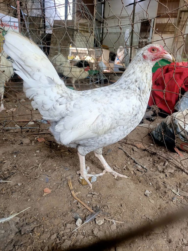 Thái mỹ f1 2k. Mua bán Gà tại Huyện Châu Thành Kiên Giang được đăng bởi Hòa Võ hình 1