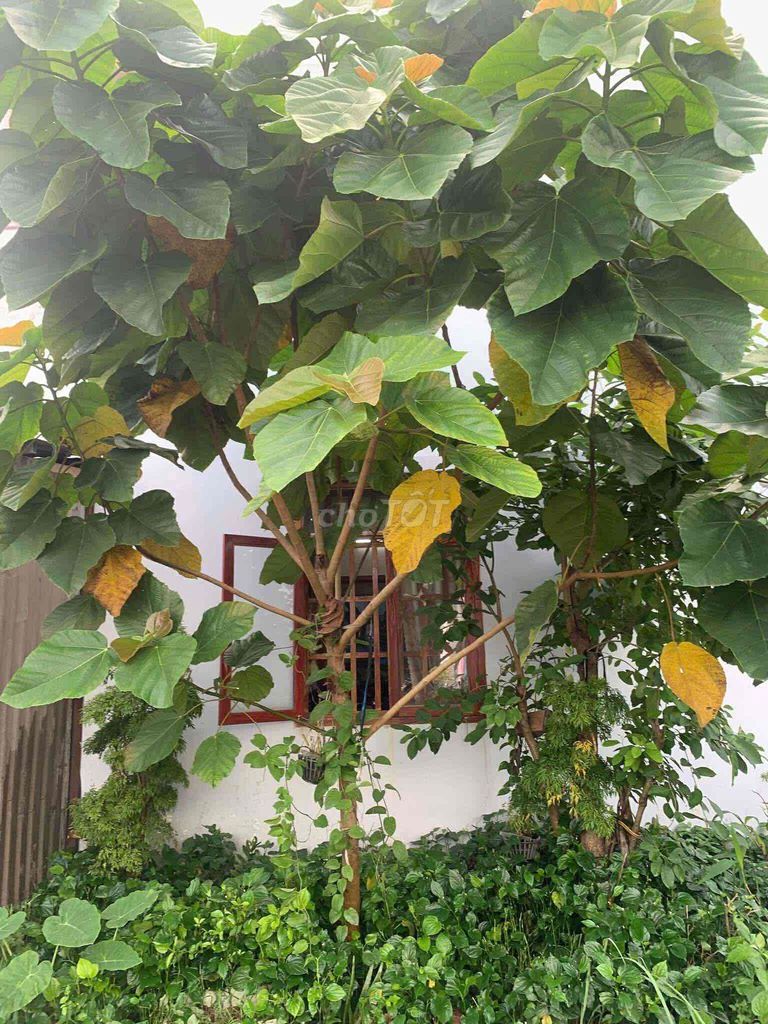 Cây vả nếp 2 năm. Mua bán Cây cảnh, đồ trang trí tại Thị xã Bến Cát Bình Dương được đăng bởi Hoàng Nguyễn hình 1