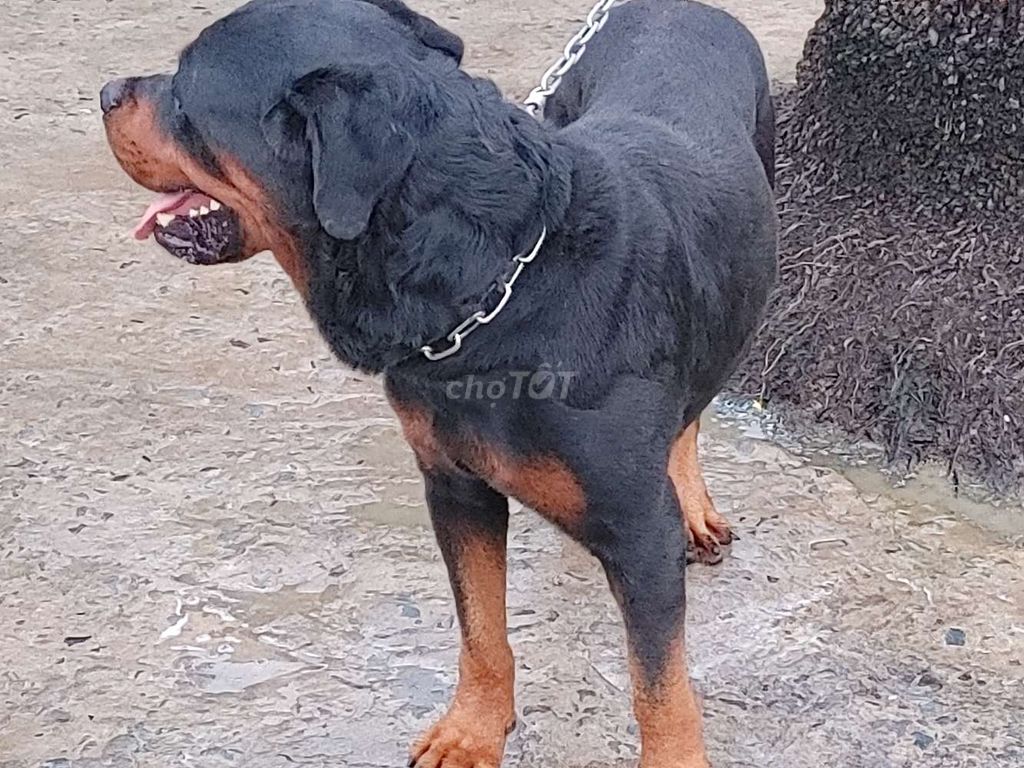 Chó Rottweiler.Đực Quá To