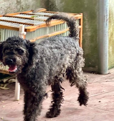 Poodle cái hơn 1 tuổi k chăm đc để lại ai chăm