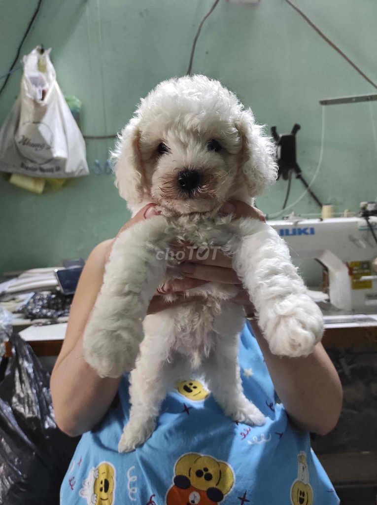 Tìm nhà yêu thương các con Poodle