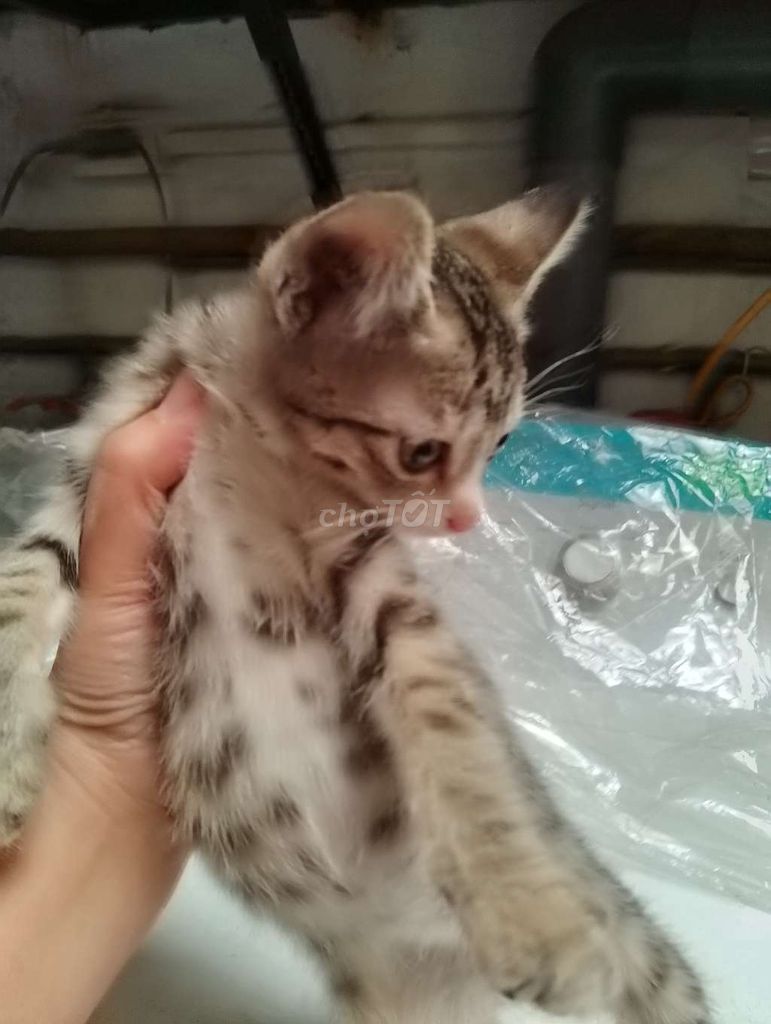 Mèo ta lai Vằn xám trắng. Mua bán Mèo tại Quận Bắc Từ Liêm Hà Nội được đăng bởi Khánh Dương  hình 1