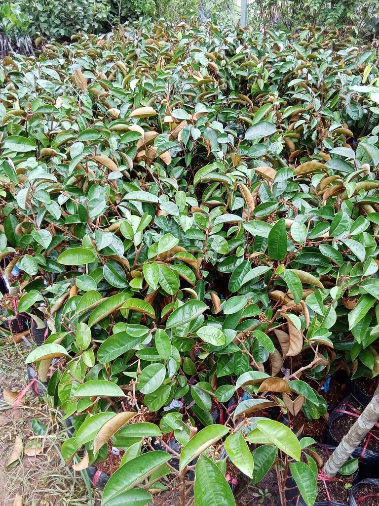 Cây Vú Sữa Tím giống. Mua bán Đồ chuyên dụng, Giống nuôi trồng tại Huyện Gia Lâm Hà Nội được đăng bởi Nhà vườn tuấn muôn  hình 1