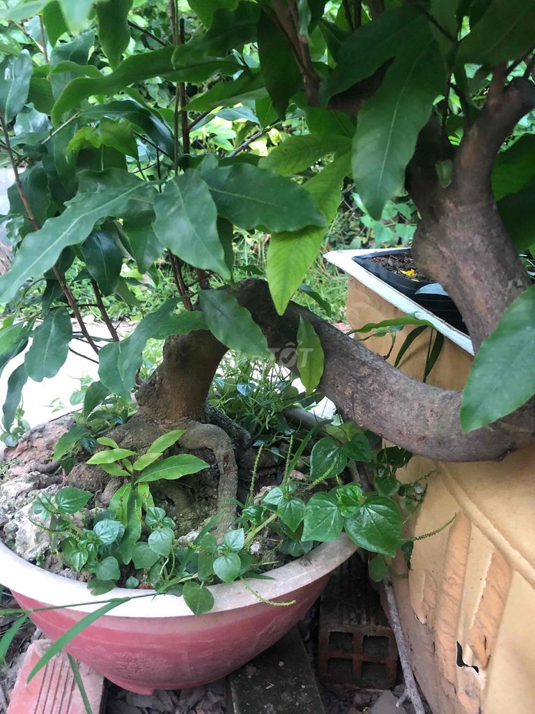 Cây cảnh Mai 2 cây. Mua bán Cây cảnh, đồ trang trí tại Huyện Long Hồ Vĩnh Long được đăng bởi hoang linh duong hình 1