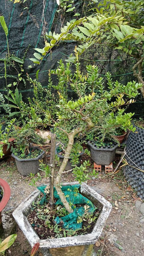 Cây cảnh Hải châu lá nhỏ. Mua bán Cây cảnh, đồ trang trí tại Huyện Cần Giuộc Long An được đăng bởi Nguyễn Hoài Đông hình 1
