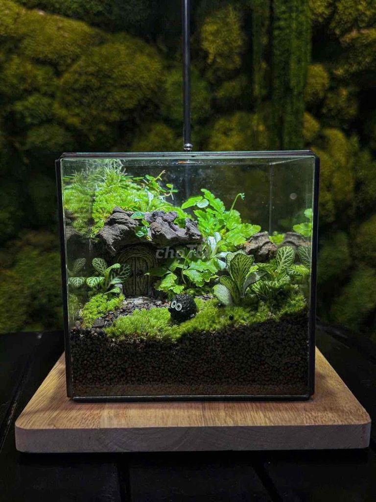 Tiểu cảnh Kính, gỗ, cây xanh 10x10 cm. Mua bán Cây cảnh, đồ trang trí tại Quận 7 Tp Hồ Chí Minh được đăng bởi Ly Ly hình 1