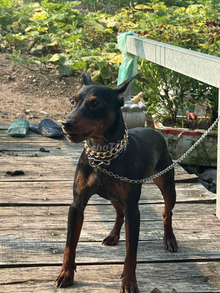 đàn 3 bé xuất chuồn minpin cần bán thuần chủng. Mua bán Chó tại Huyện Gia Bình Bắc Ninh được đăng bởi Tô Thu Hà hình 2