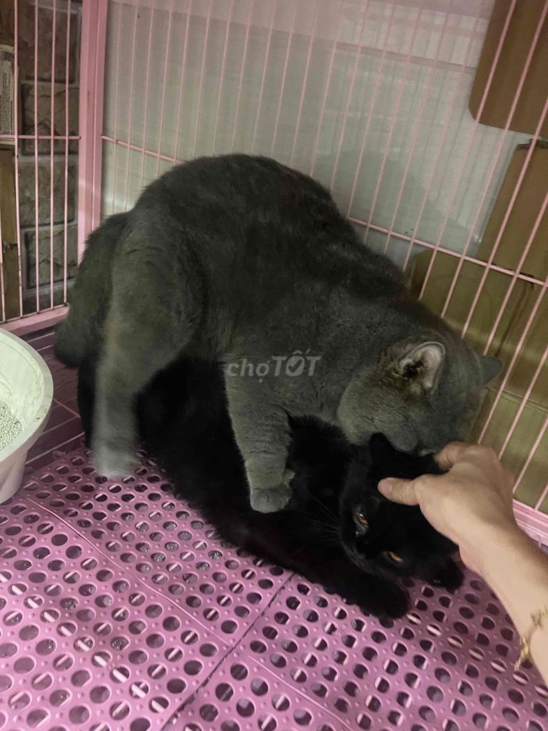 PHỐI GIỐNG MÈO ANH LÔNG NGẮN. Mua bán Mèo tại Quận Tân Phú Tp Hồ Chí Minh được đăng bởi wookisan hình 1