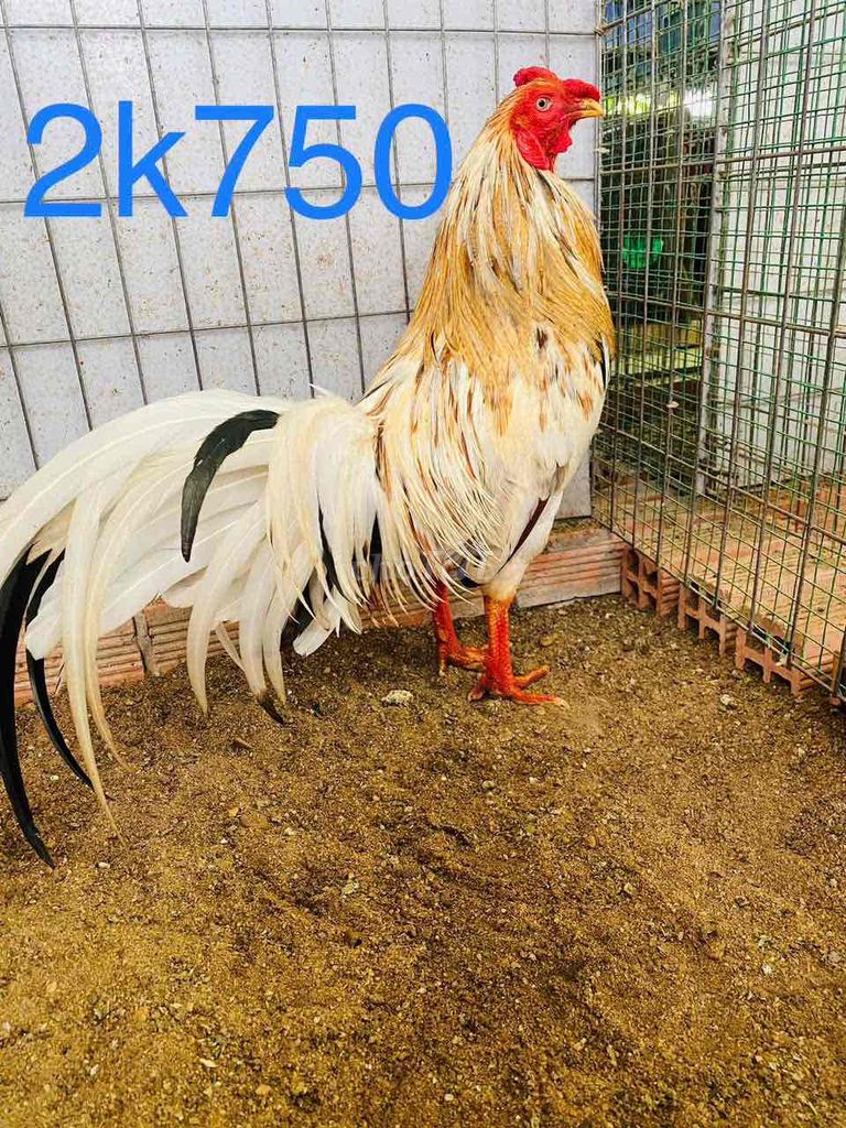 2k750 đá liền tay tốt. Mua bán Gà tại Huyện Bến Lức Long An được đăng bởi Gà chất lượng  hình 1