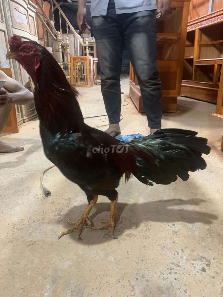 Gà chọi 3.4kg Đen đỏ Đực. Mua bán Gà tại Huyện Chợ Mới An Giang được đăng bởi Đạt hình 1
