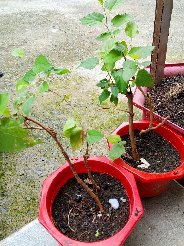 Cây dâu tằm 4 cây con Xanh lá, Nâu. Mua bán Cây cảnh, đồ trang trí tại undefined undefined được đăng bởi thuy tien hình 1