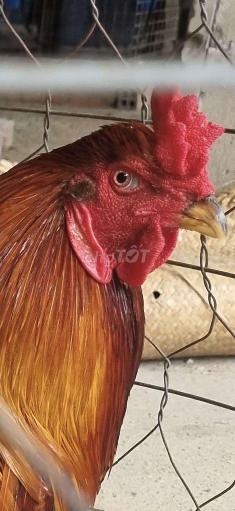 Gà chọi Điều Đực. Mua bán Gà tại Thành phố Tân An Long An được đăng bởi Nguyễn Khánh  hình 1