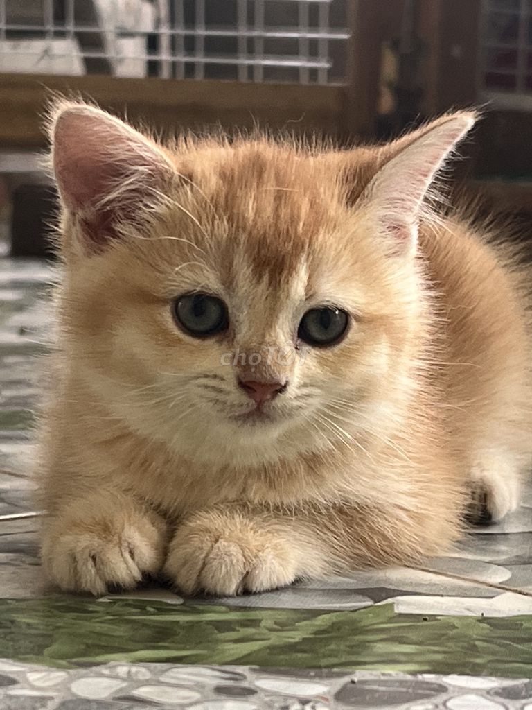 Mèo golden con 2 tháng tuổi đáng yêu khoẻ mạnh