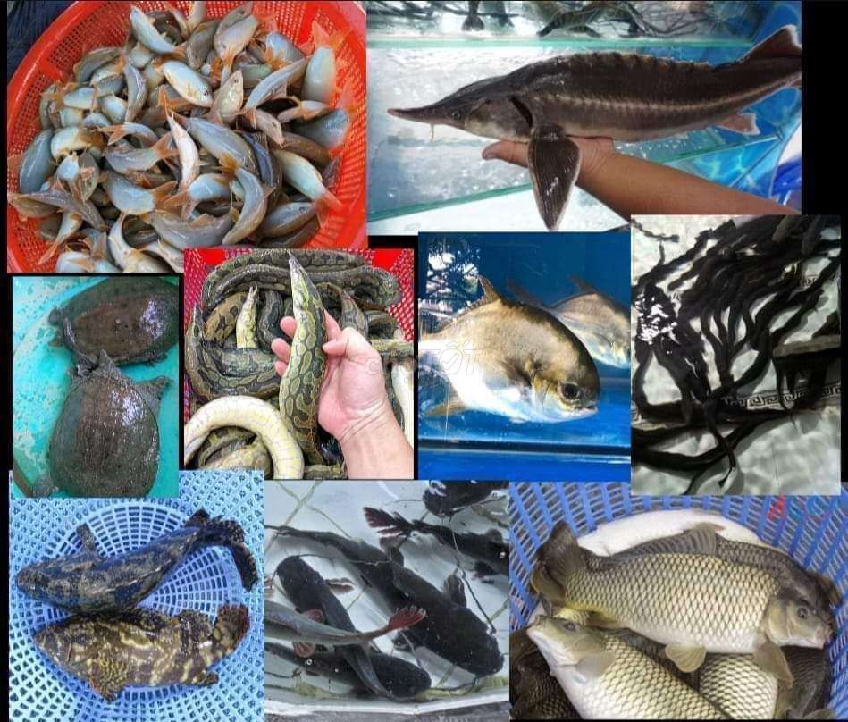 E bán các loại cá hàng tươi sống sỉ lẻ: