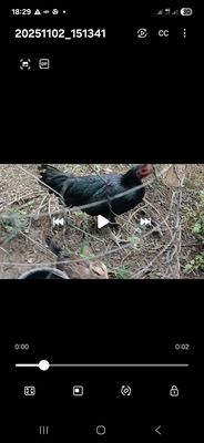 Mái Xanh 2k2 ,,,. Mua bán Gà tại Huyện Long Hồ Vĩnh Long được đăng bởi Nh