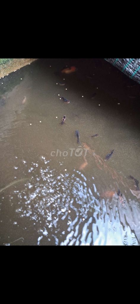Cá vàng(3 đuôi) Oranda Longtail. Mua bán Thú cưng khác tại Thành phố Tây Ninh Tây Ninh được đăng bởi luân gunpy hình 1