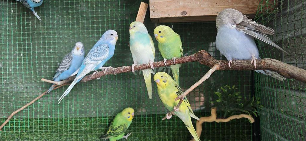Chim yến phụng mới ra tổ. Mua bán Chim tại Quận Long Biên Hà Nội được đăng bởi Ngoc Cuong Tran hình 1