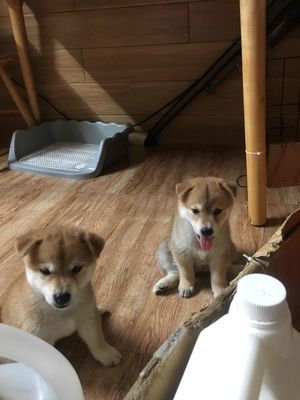 Shiba Inu 2 tháng tuổi