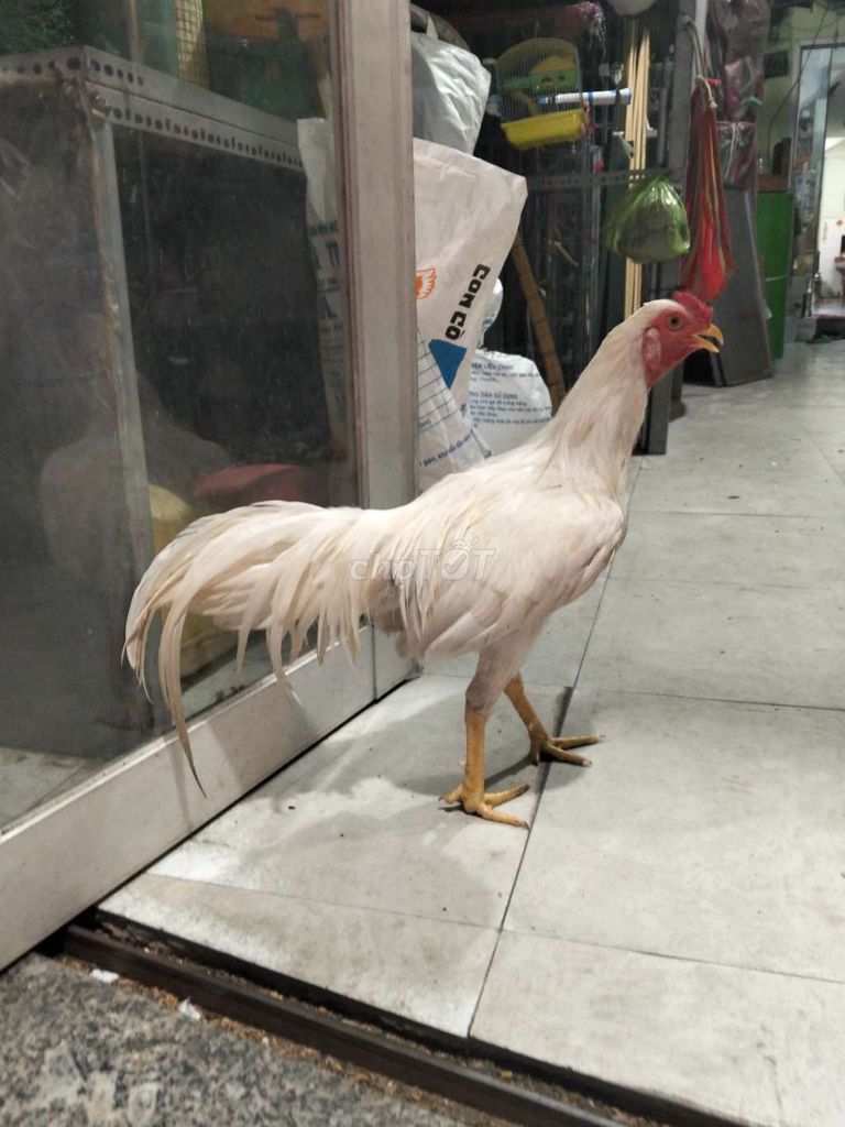 Bướm 6 tháng. Mua bán Gà tại Quận Bình Tân Tp Hồ Chí Minh được đăng bởi ng minh tri hình 1