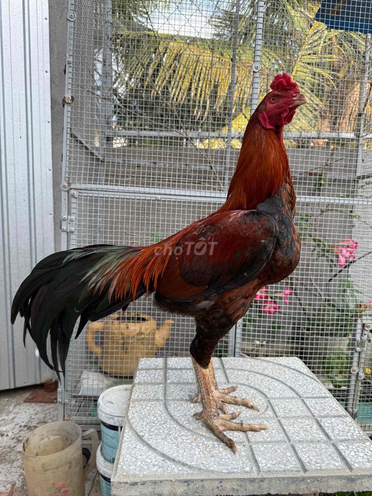 Gà chọi Thái rặc 3.3kg Nâu đỏ đen. Mua bán Gà tại Huyện Trà Cú Trà Vinh được đăng bởi Gà Con  hình 1