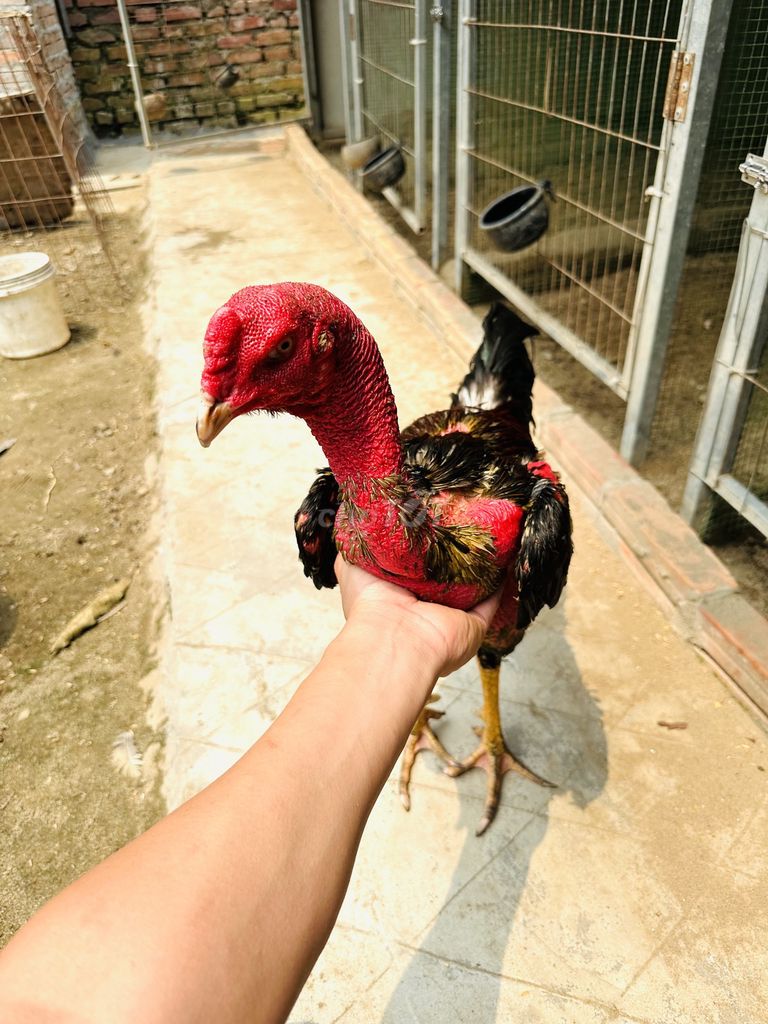  Tía 31.5 ,chân hầu đầu mặt nặng ,gà trực chiến . Mua bán Gà tại Quận Hà Đông Hà Nội được đăng bởi Thế Hiển  hình 1