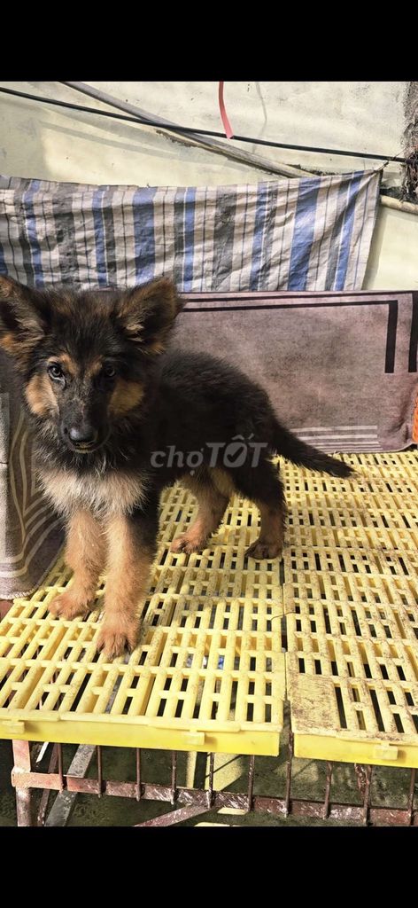 đàn béc giê đức thuần xù 7kg. Mua bán Chó tại Huyện Hưng Hà Thái Bình được đăng bởi TIẾN  hình 1