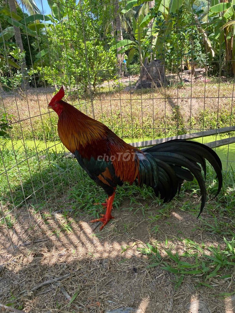 gà tơ mới vô mình xương xương sung cự mạnh. Mua bán Gà tại Huyện Châu Thành Bến Tre được đăng bởi Trọng Tân hình 1