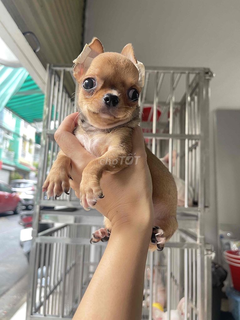 Chihuahua socola teacup