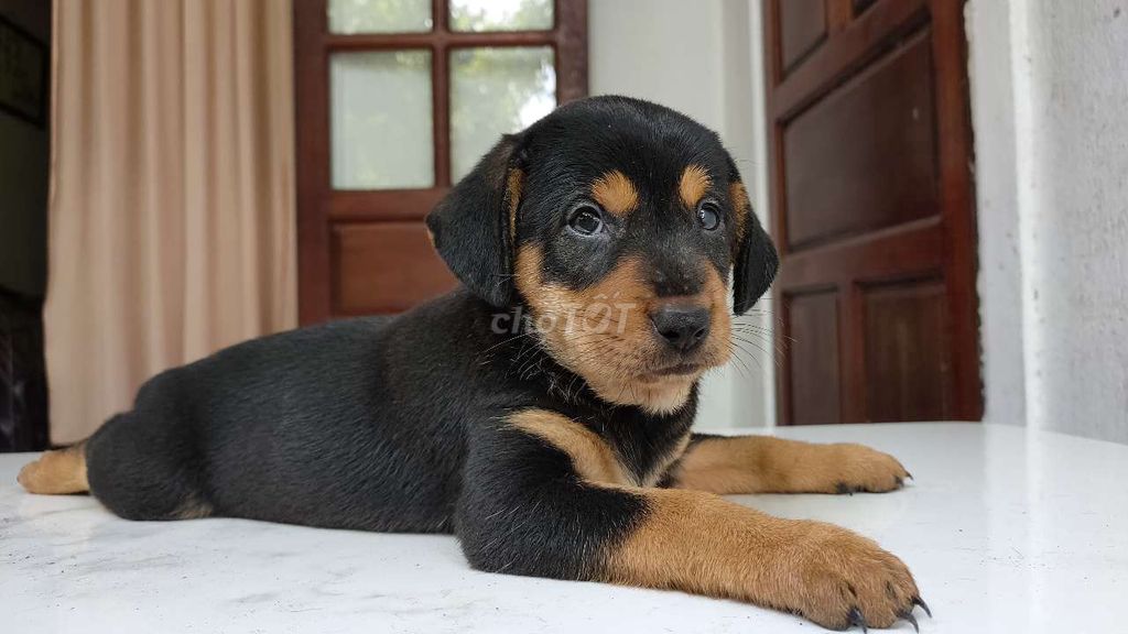 Chó con Becgie và Rottweiler dễ thương.. Mua bán Chó tại Quận Hải Châu Đà Nẵng được đăng bởi An Bảo hình 3