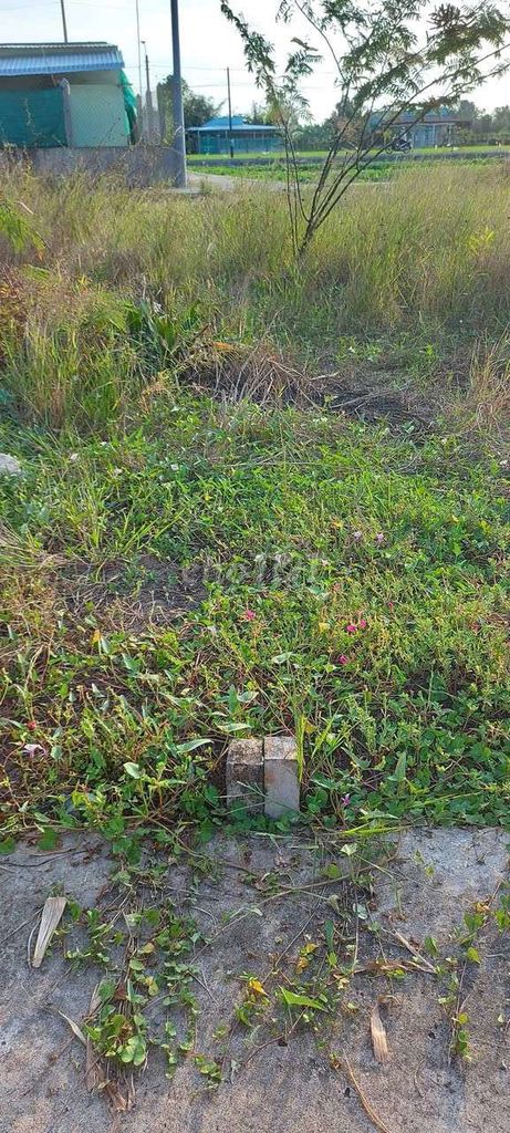 Bán đất thổ cư Cần Giuộc