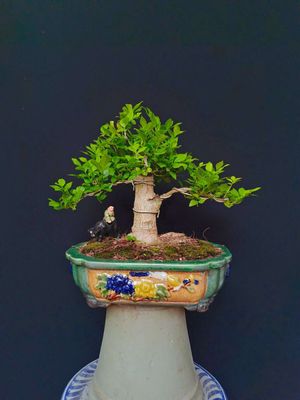 Cây Nguyệt Quế bonsai mini để bàn. Mua bán Cây cảnh, đồ trang trí tại Huyện Hóc Môn Tp Hồ Chí Minh được đăng bởi Xuân Quang 55