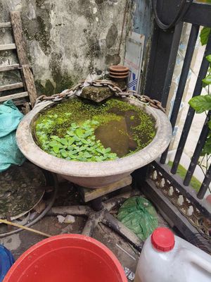 Hồ cá bê tông tặng Cá tặng kèm bèo luôn tặng hết. Mua bán Thú cưng khác tại Huyện Bình Chánh Tp Hồ Chí Minh được đăng bởi sáng