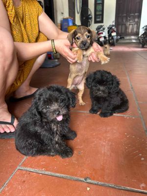 chó Poodle lai. Mua bán Chó tại Quận Hoàng Mai Hà Nội được đăng bởi Trần Thu Hường