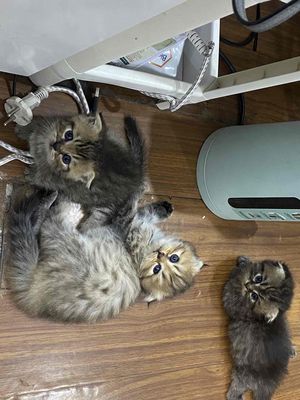 2 bé tabby siu cưng ( 1 lùn 1 dài). Mua bán Mèo tại Quận Tân Bình Tp Hồ Chí Minh được đăng bởi MMM