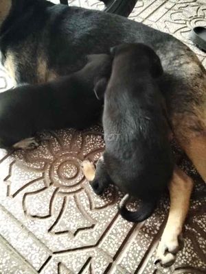 chó becgie lai. Mua bán Chó tại Thành phố Thủ Đức Tp Hồ Chí Minh được đăng bởi quân